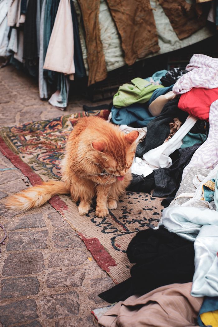 A ginger cat sits amidst colorful fabric piles in an outdoor market setting. Vibrant textiles surround.